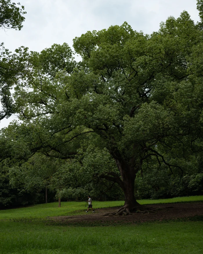 Mature shade tree with a thinned, open crown over a lawn