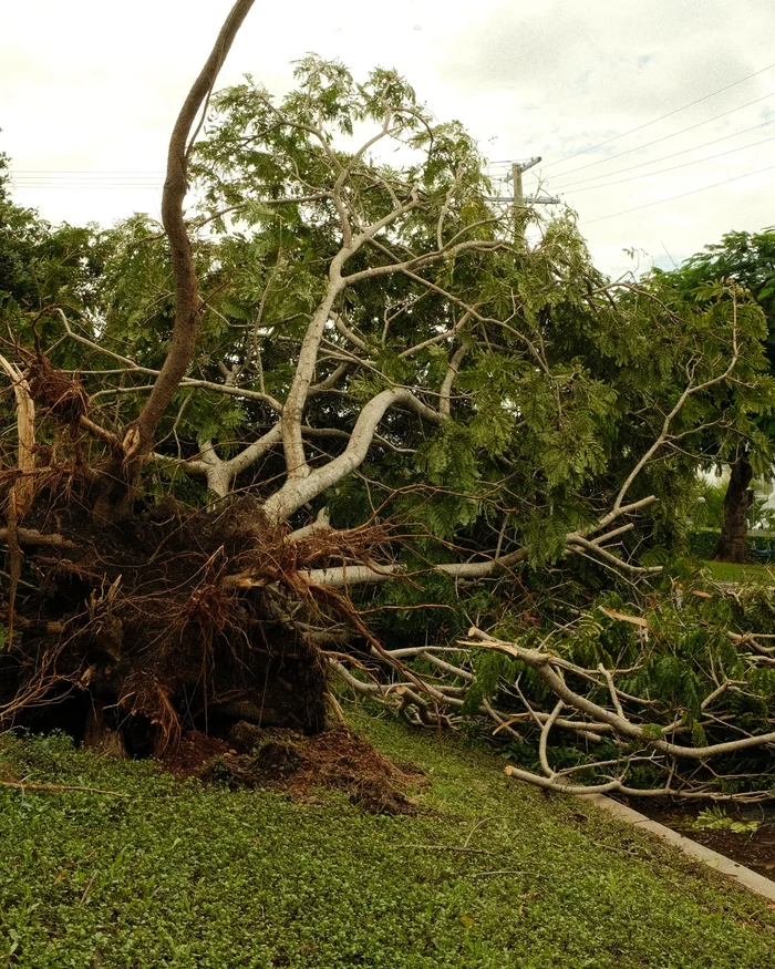 Storm felled tree lying across a yard, ready to be cut up and hauled off