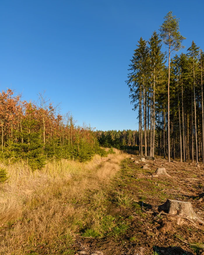 Tree line cleared back along a property edge with the stumps cut low